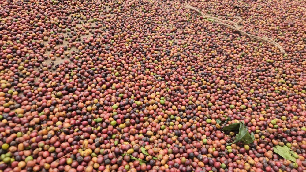 Coffee cherries drying on a farm processing patio